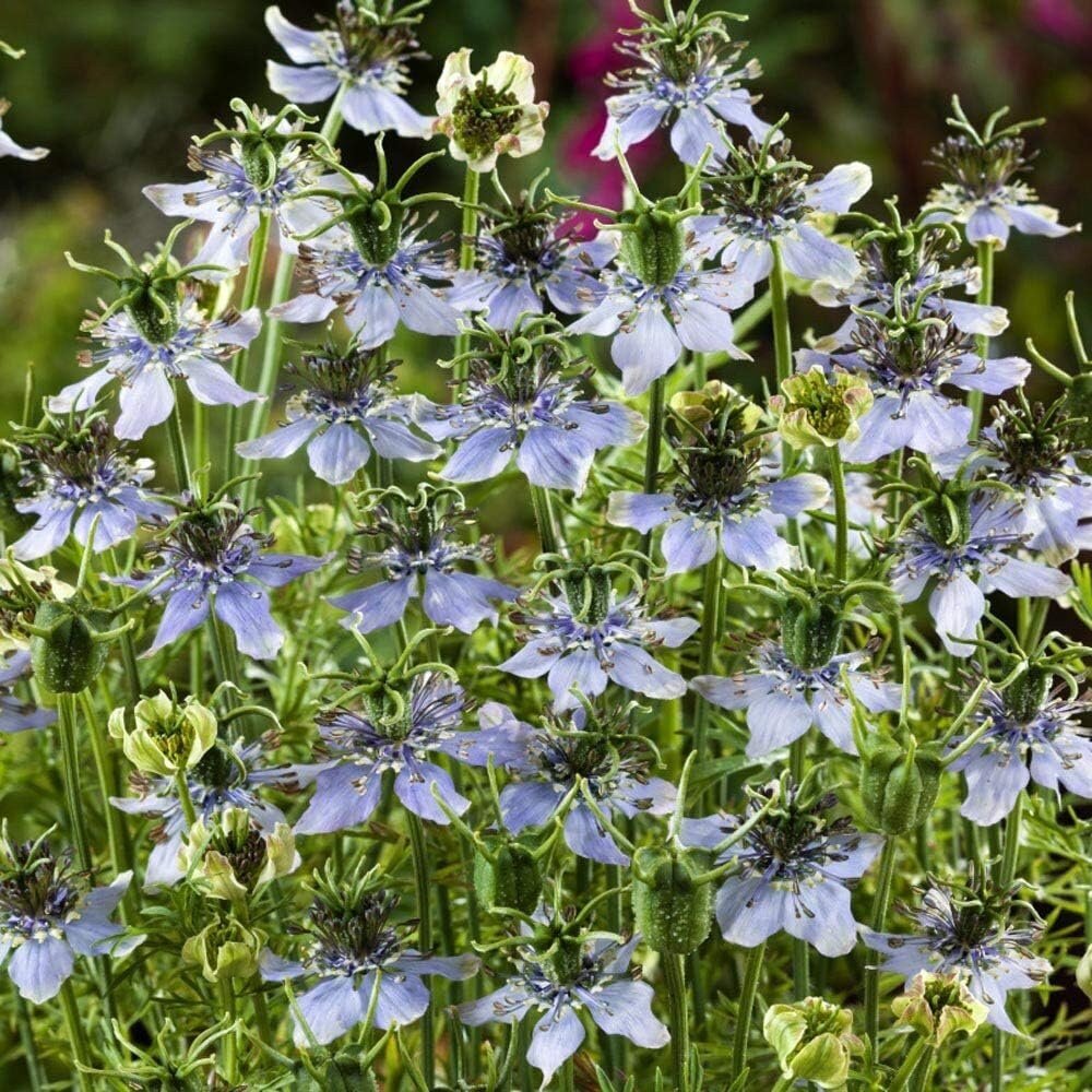 Close-up of white flowers with green stems and leaves on a blurred natural background