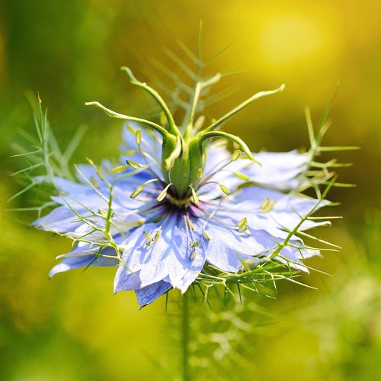 Close-up of a blue flower with green leaves on a blurred green background