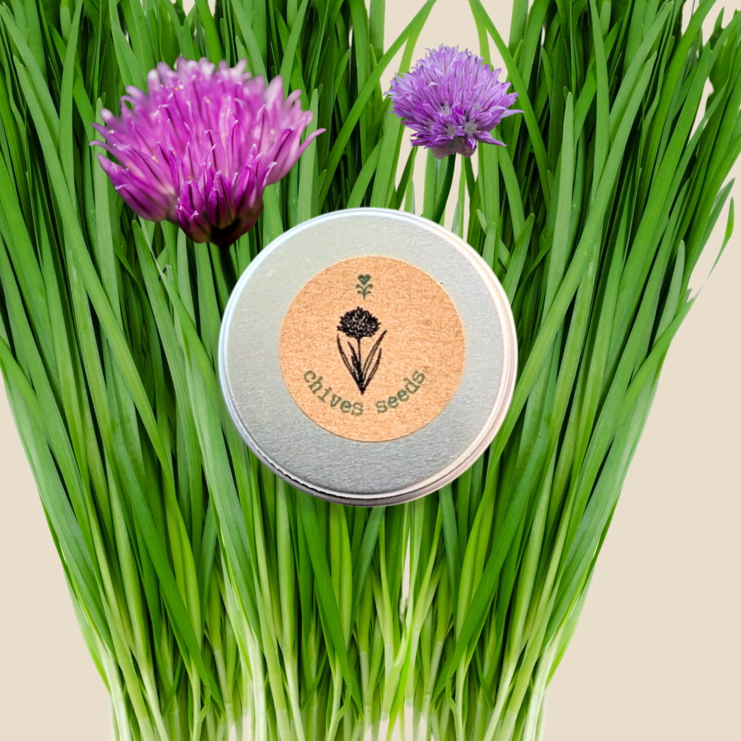 Tin of chives seeds with chive plants and flowers on a beige background