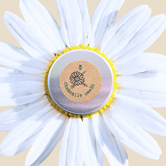 Tin of chamomile seeds with a chamomile flower on a beige background