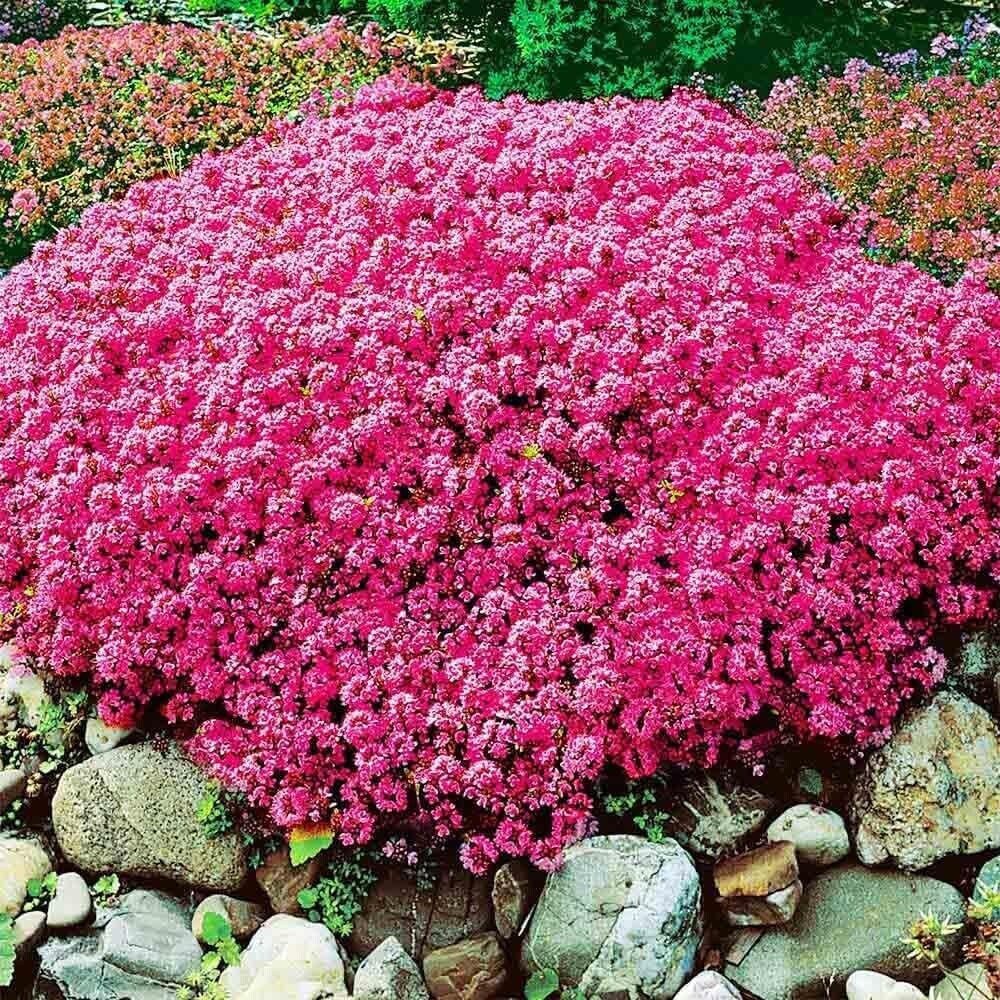 Creeping Thyme flower bed with pink flowers and rocks in a garden setting