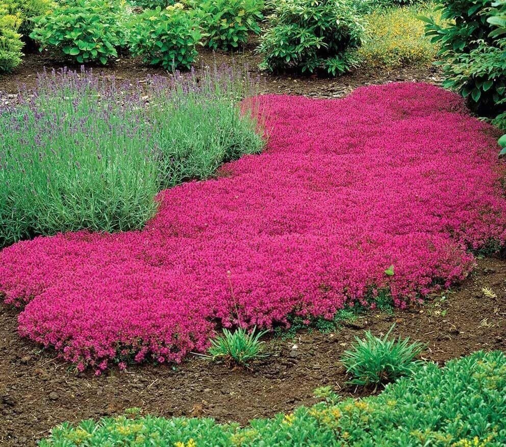 Pink flowering ground cover in a garden setting with other plants.
