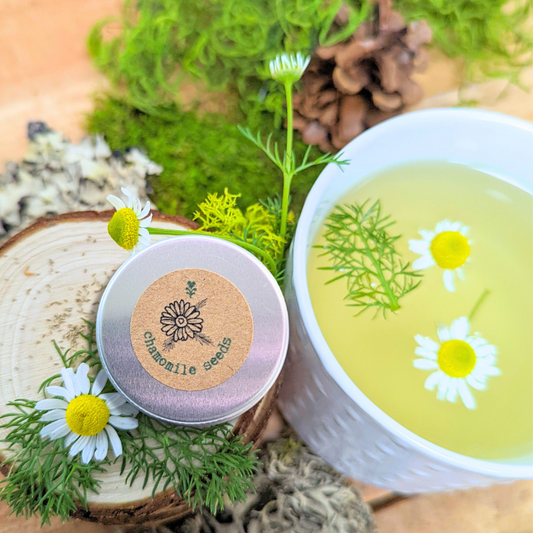 Bowl of herbal tea with daisies, tin labeled 'Camomile Seed' on a natural background