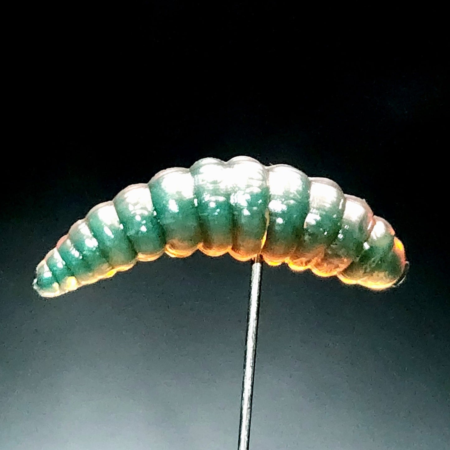 Green caterpillar fishing lures on a black background