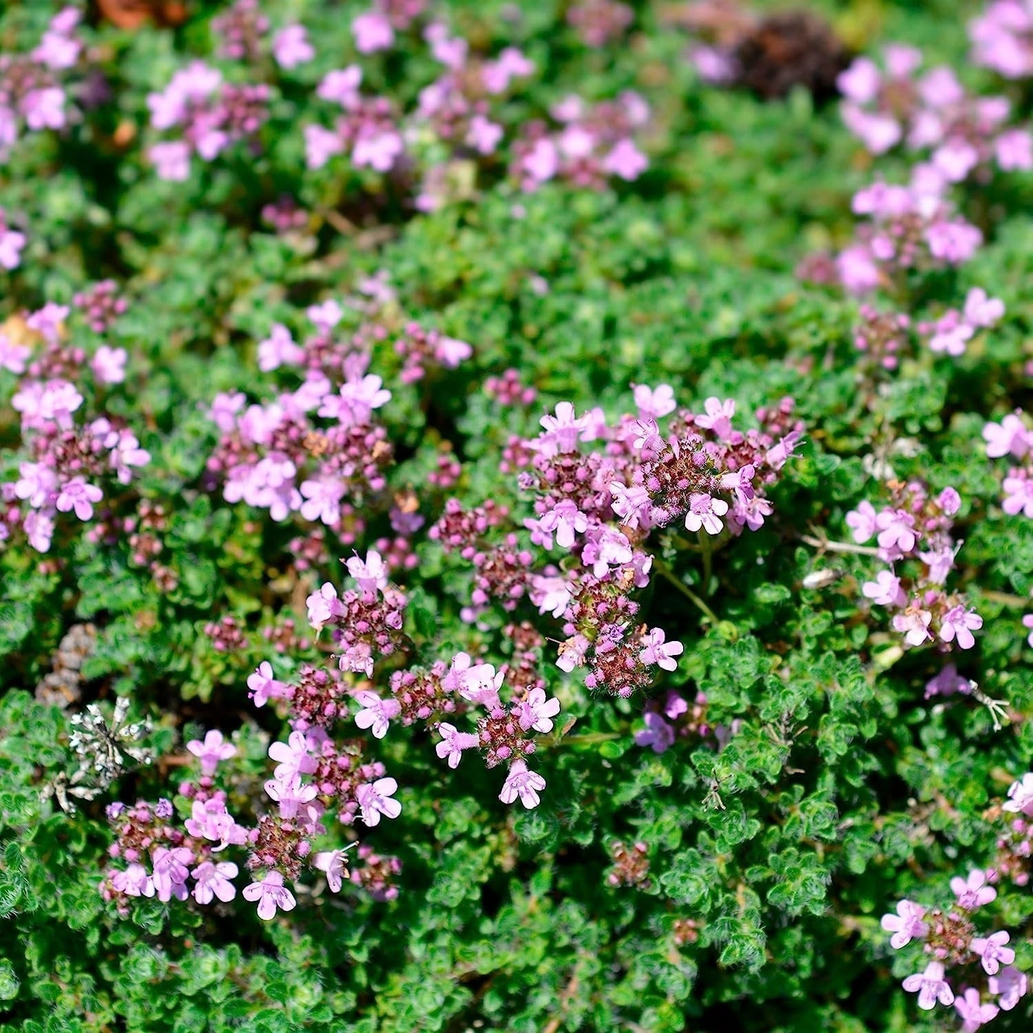 Close-up of pink creeping thyme flowers and green foliage