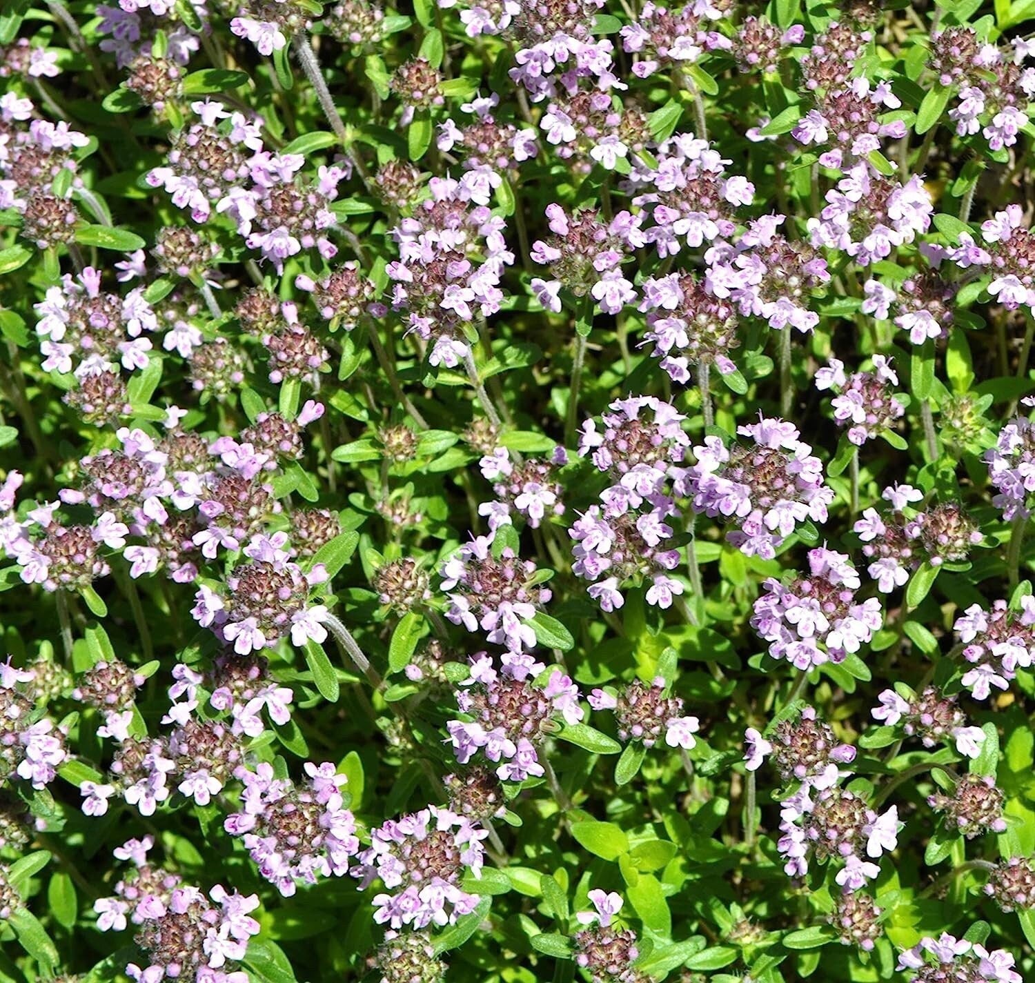 Close-up of a cluster of small purple creeping thyme flowers with green leaves
