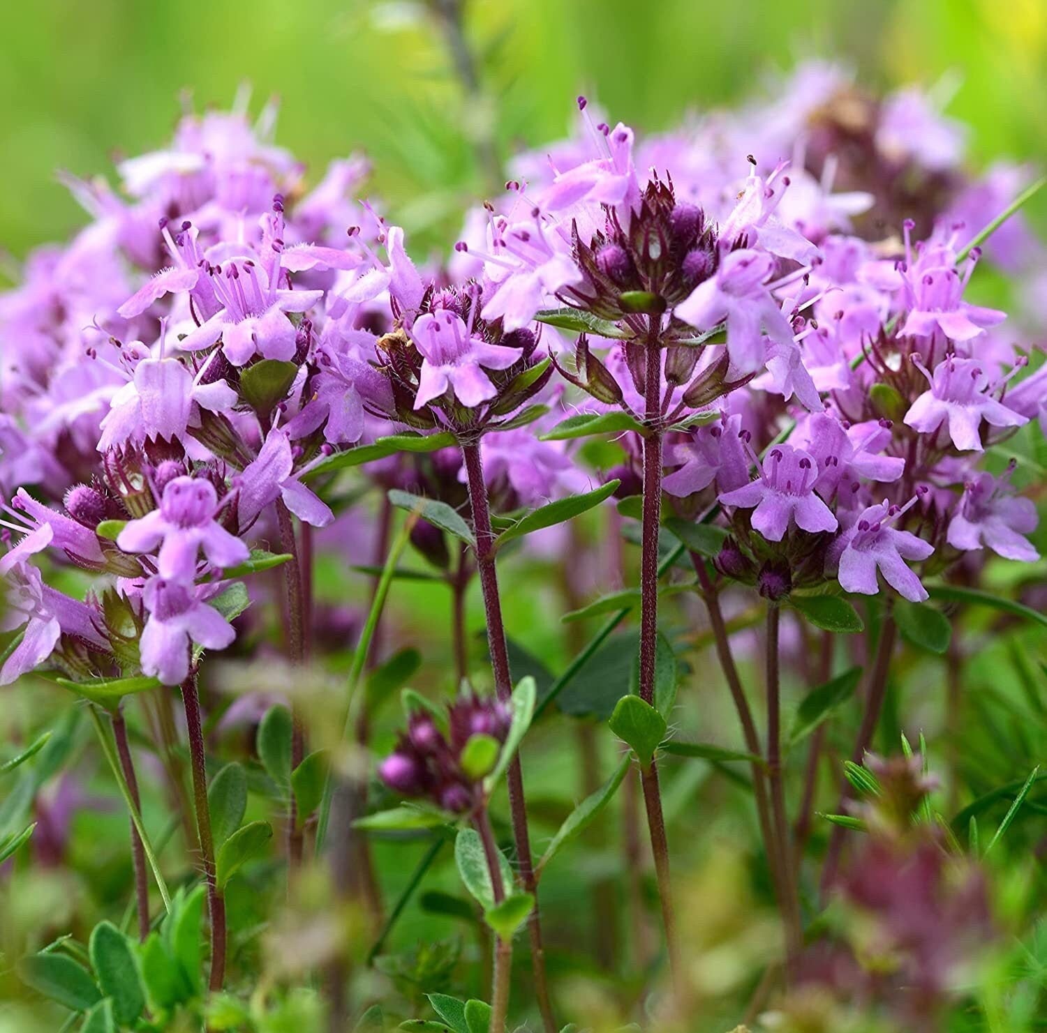 Close-up of purple creeping thyme flowers with green leaves on a blurred green background