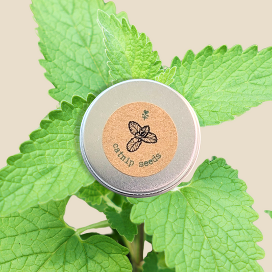 Tin container labeled 'Catnip Seeds' on a catnip plant with green leaves.