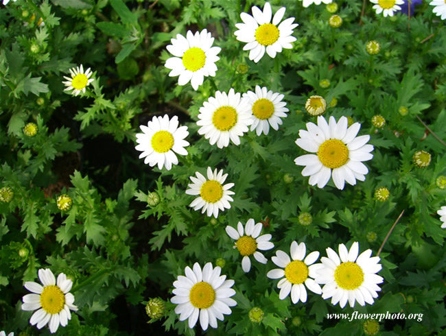 White chamomile flowers with yellow centers on a green leafy background