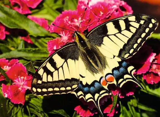 Ravensburger: Puzzle - Puzzle Highlights - Colorful Animals - Butterfly