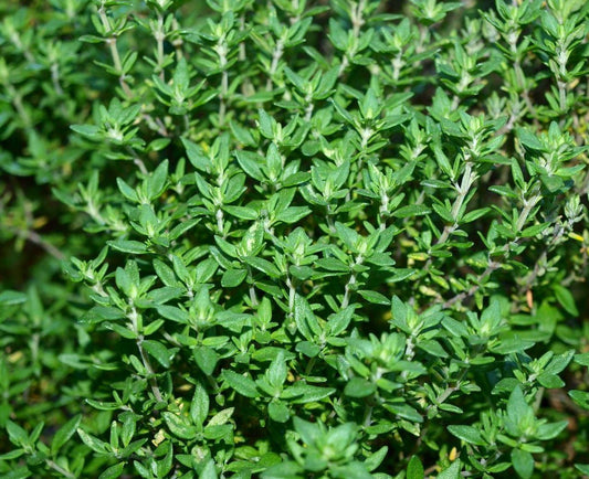 Close-up of thyme plants 