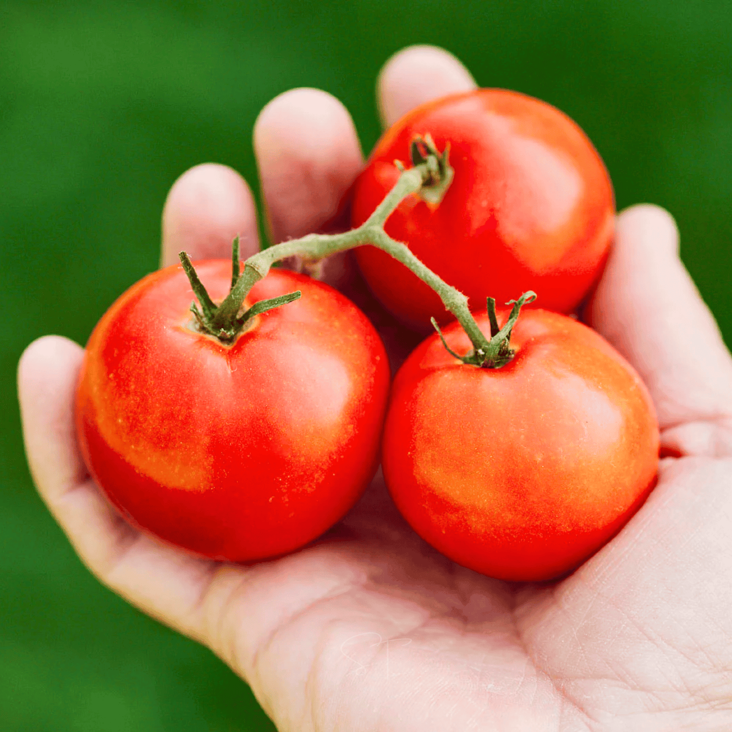 Hand holding three red tomatoes against a green background