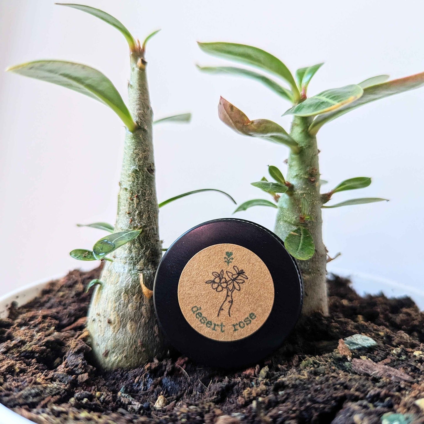 Adenium Obesum 'Desert Rose' Seeds