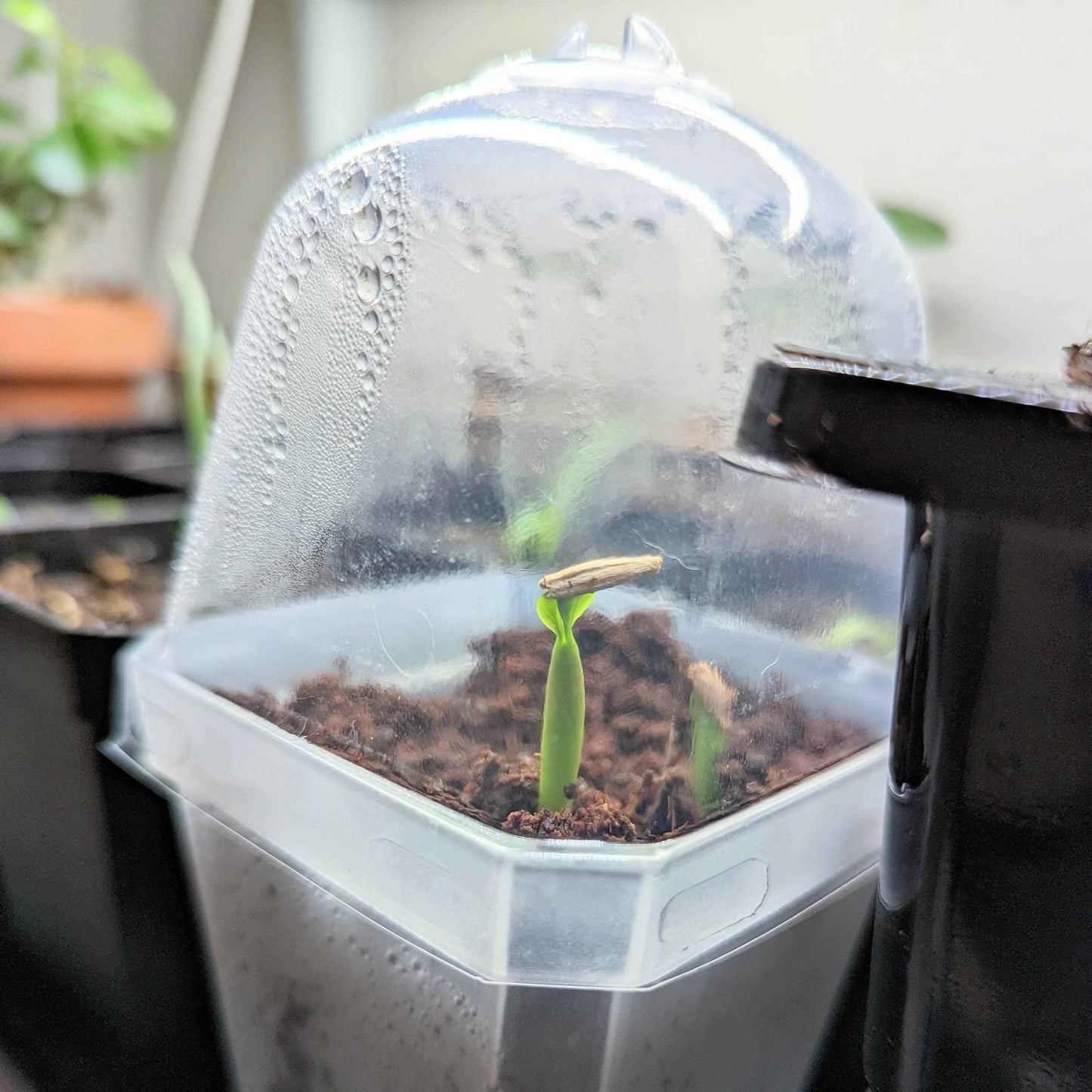 Adenium Obesum 'Desert Rose' Seeds