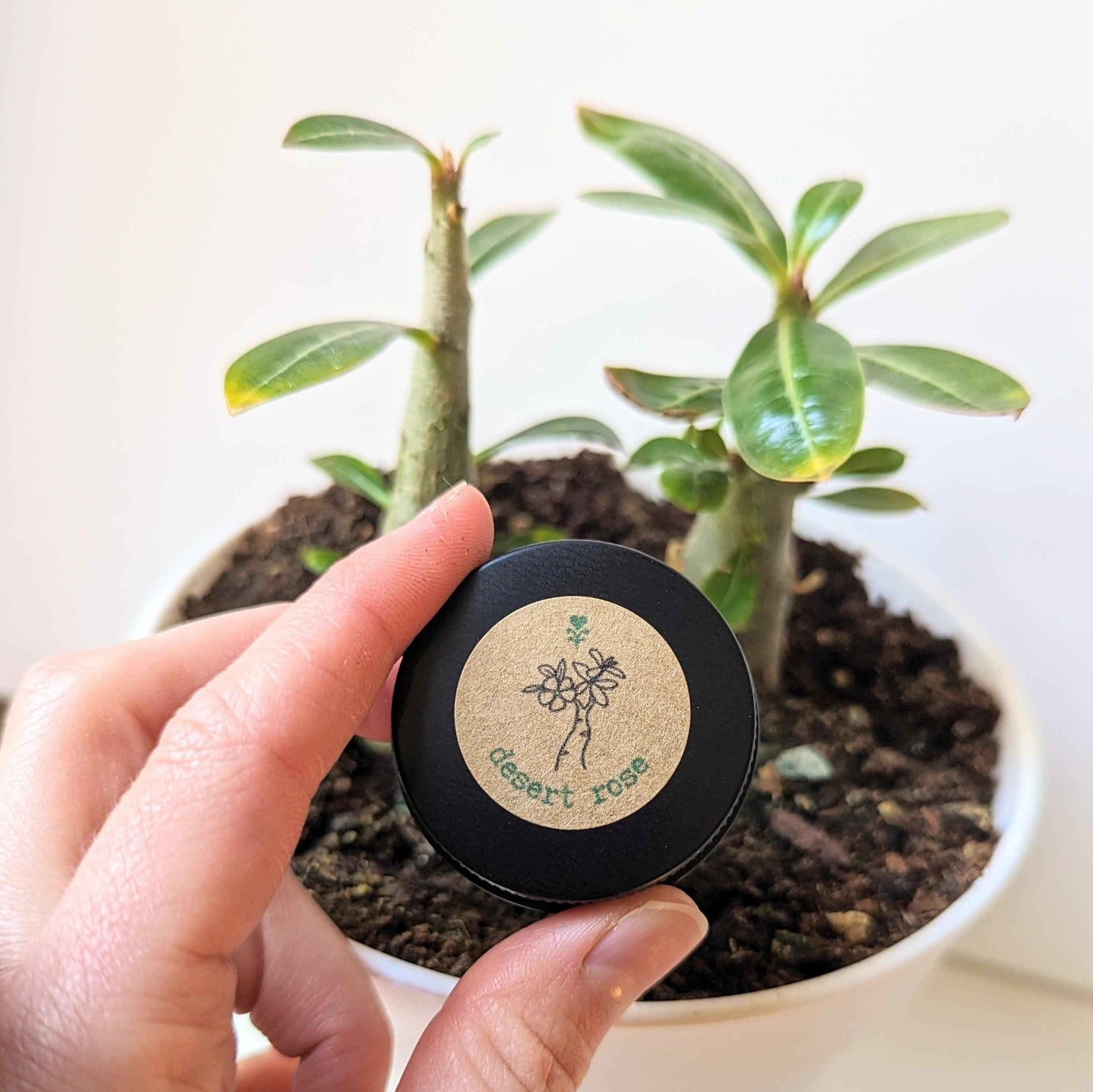 Adenium Obesum 'Desert Rose' Seeds