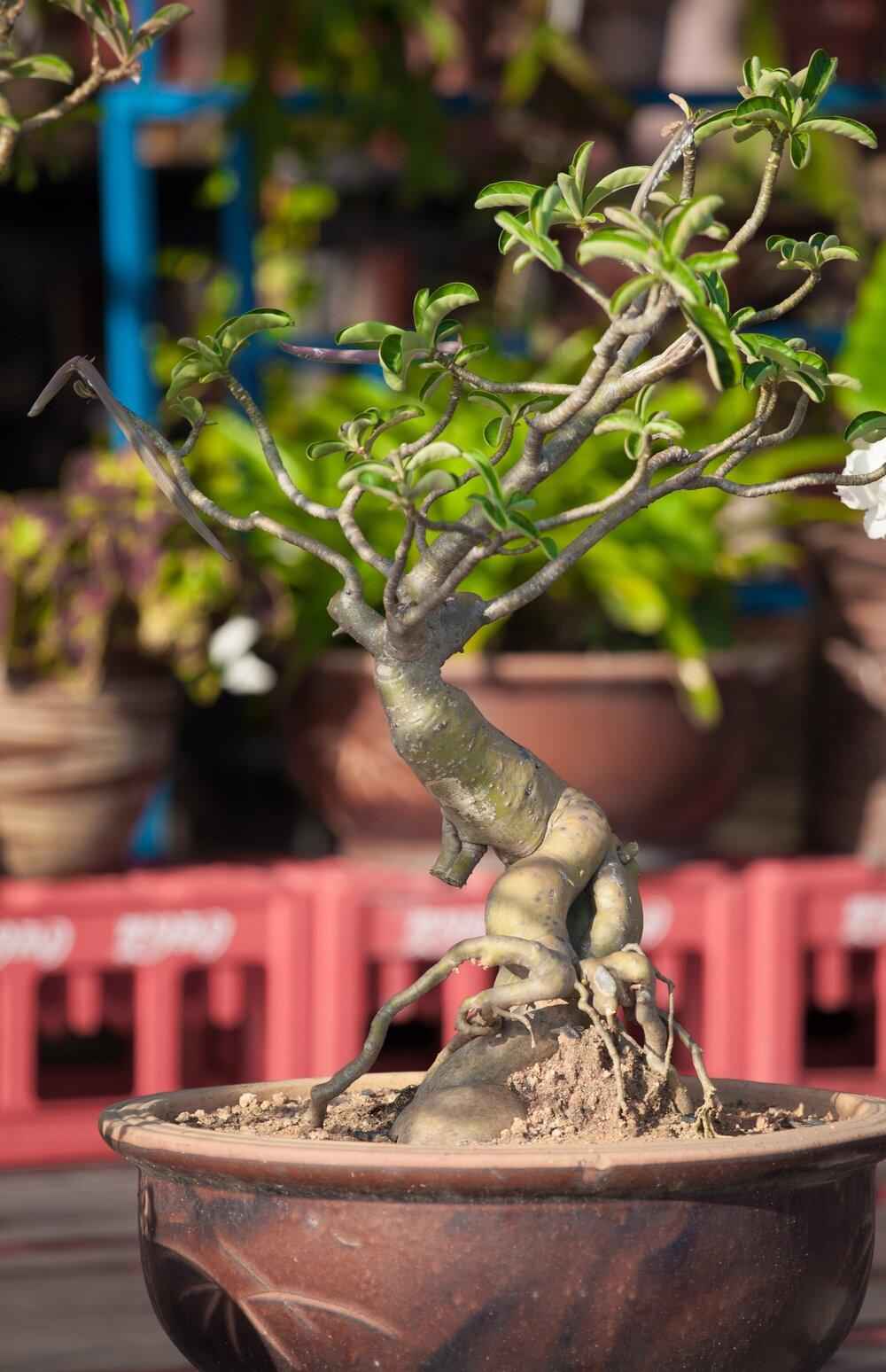 Adenium Obesum 'Desert Rose' Seeds