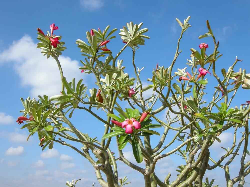 Adenium Obesum 'Desert Rose' Seeds