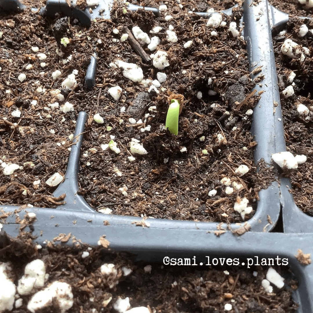 Adenium Obesum 'Desert Rose' Seeds