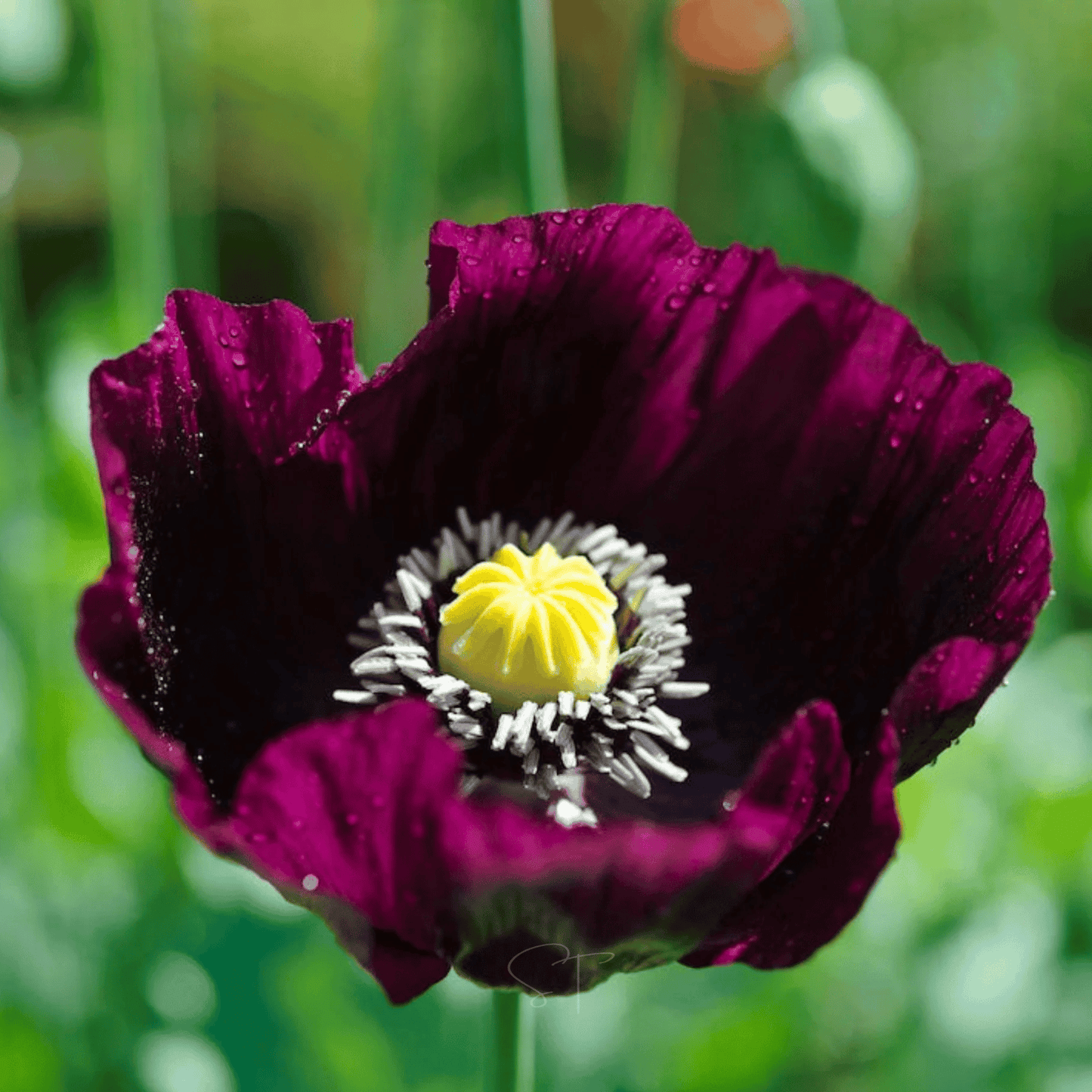 Close-up of a purple poppy flower with a yellow center against a blurred green background