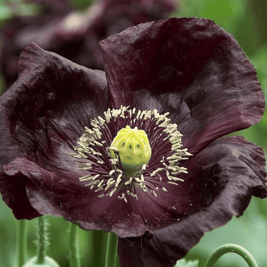 Close-up of a dark purple poppy flower with a green center.