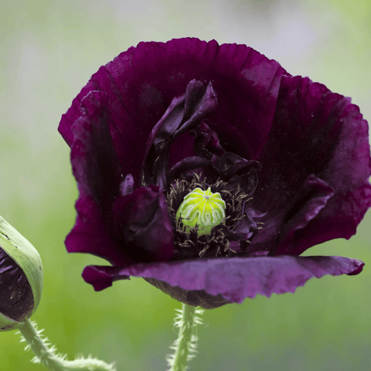 Close-up of a dark purple poppy flower with a green center against a blurred green background.