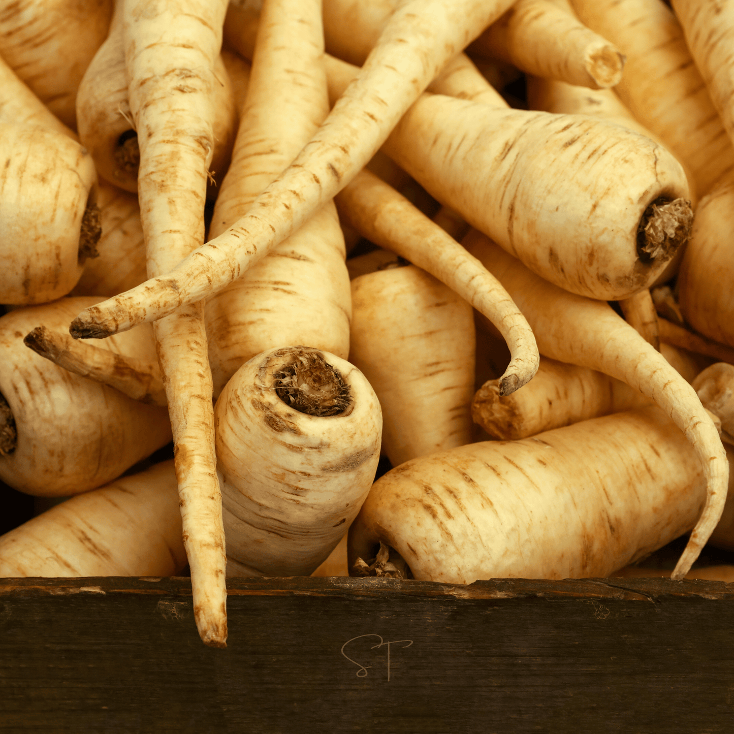 Close-up of a pile of parsnips with a brown background