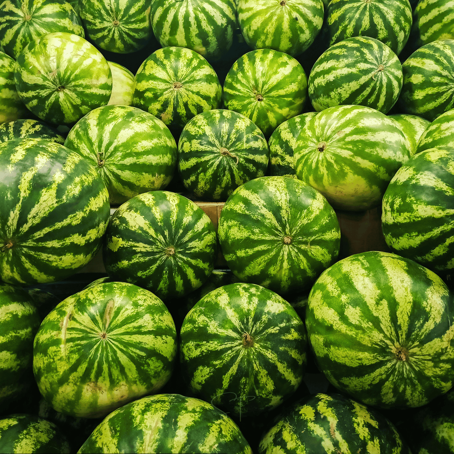 Close-up of a large number of green watermelons with dark green stripes.