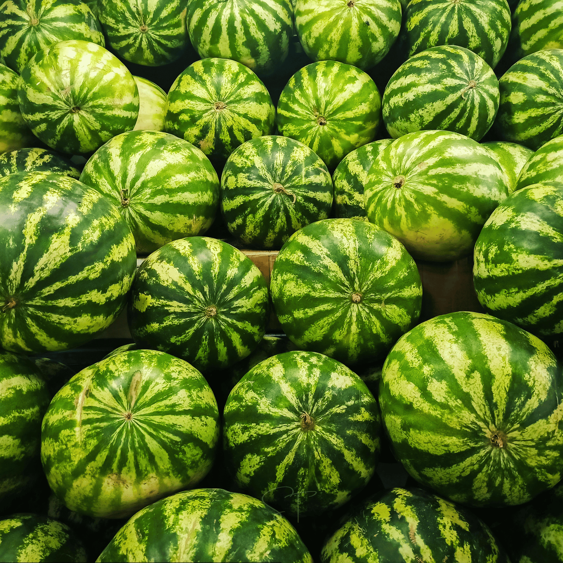 Close-up of a large number of green watermelons with dark green stripes.