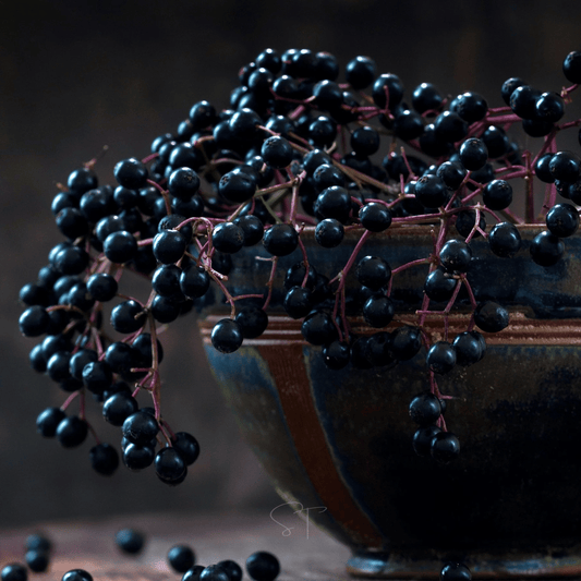 Bunch of black elderberries on a dark background