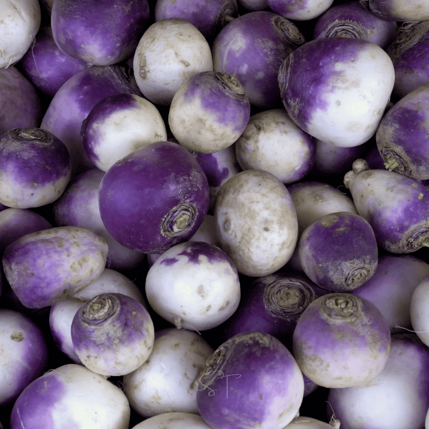Close-up of purple and white  Rutabaga