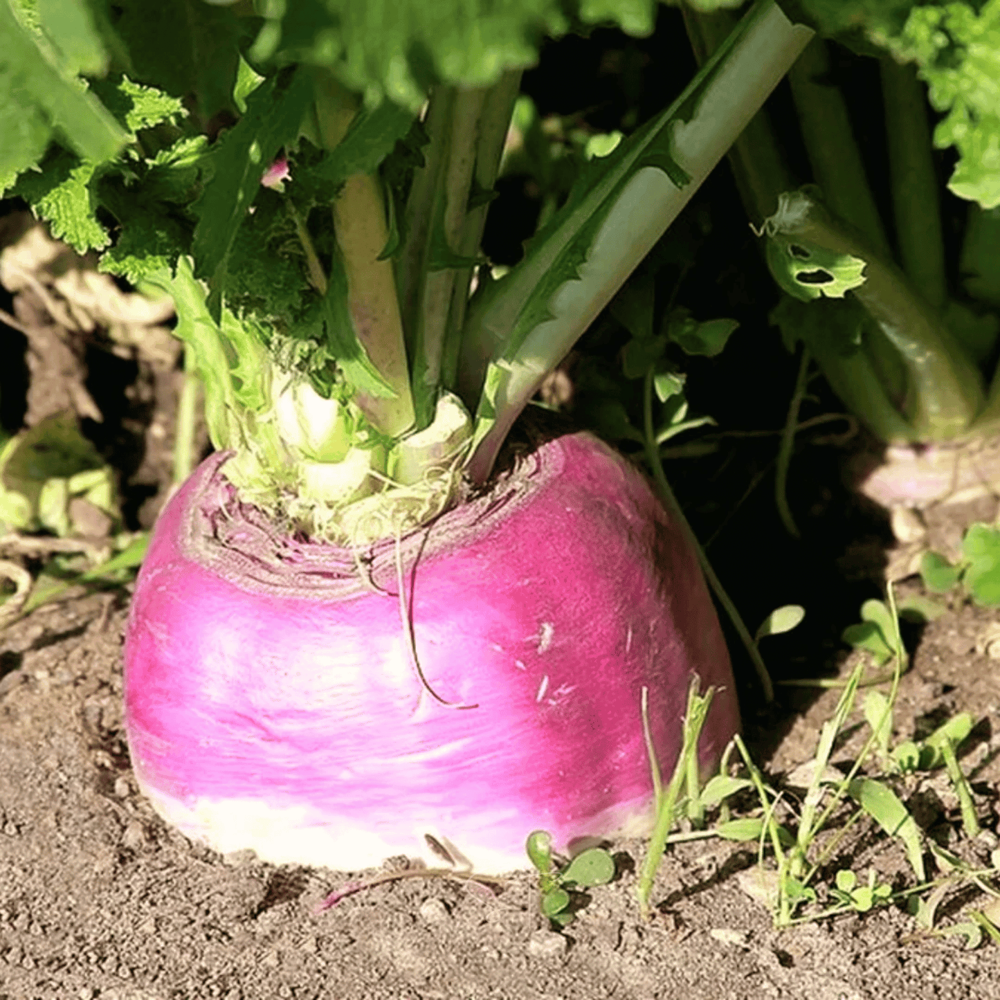 Purple Top Rutabaga with purple skin and green top growing in soil