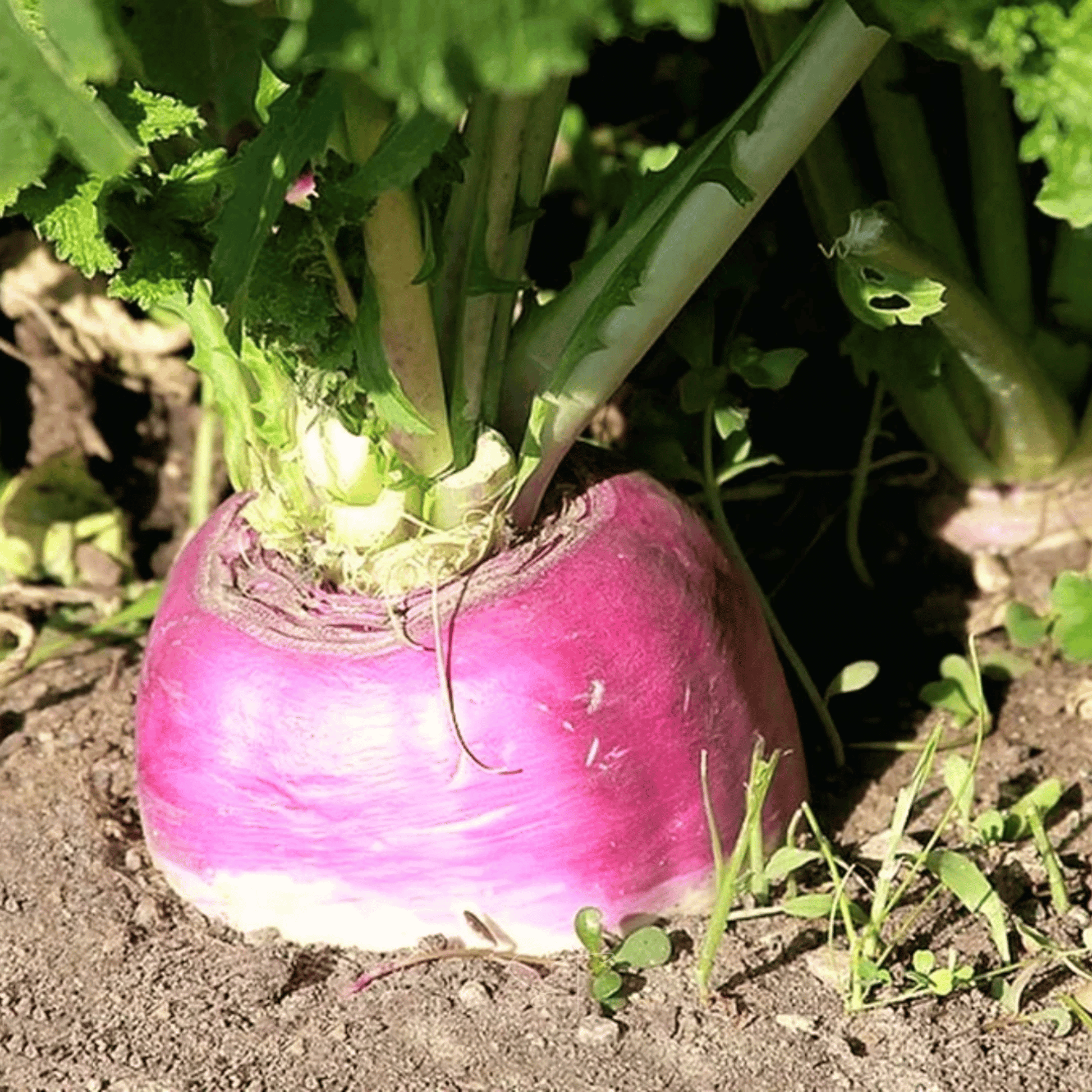 Purple Top Rutabaga with purple skin and green top growing in soil