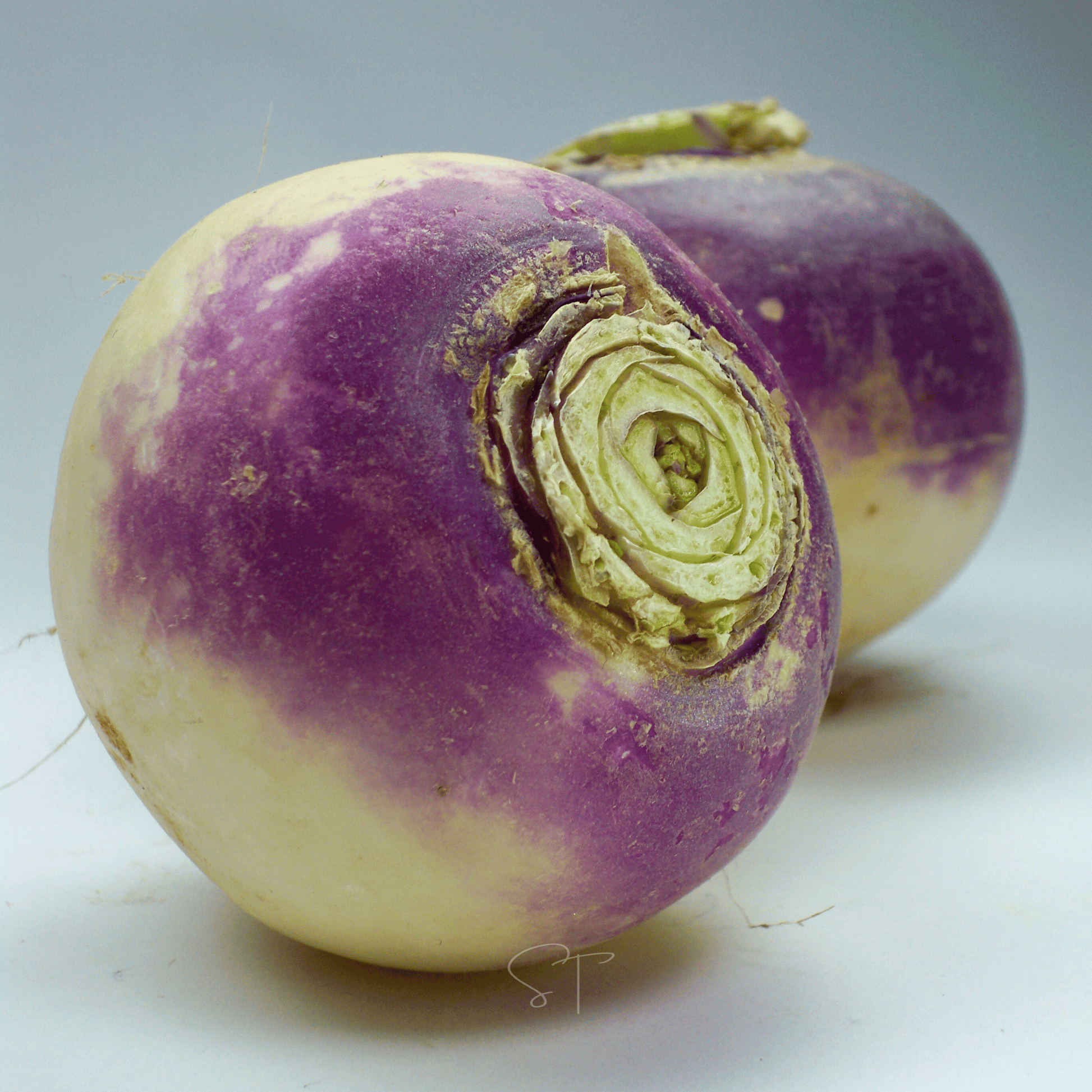 Purple and white American Purple Top Rutabaga on a light background