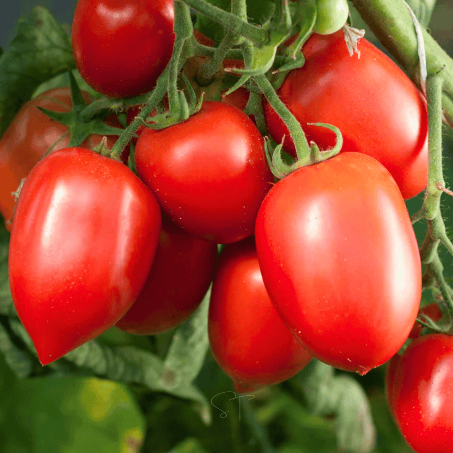 Close-up of red Amish Paste tomatoes on a vine with green leaves.