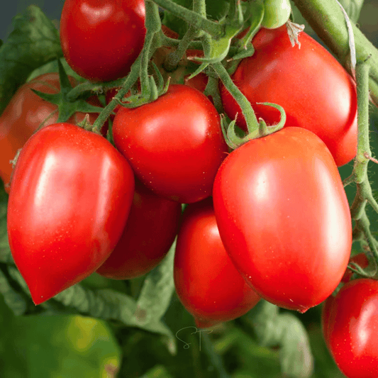 Close-up of red Amish Paste tomatoes on a vine with green leaves.