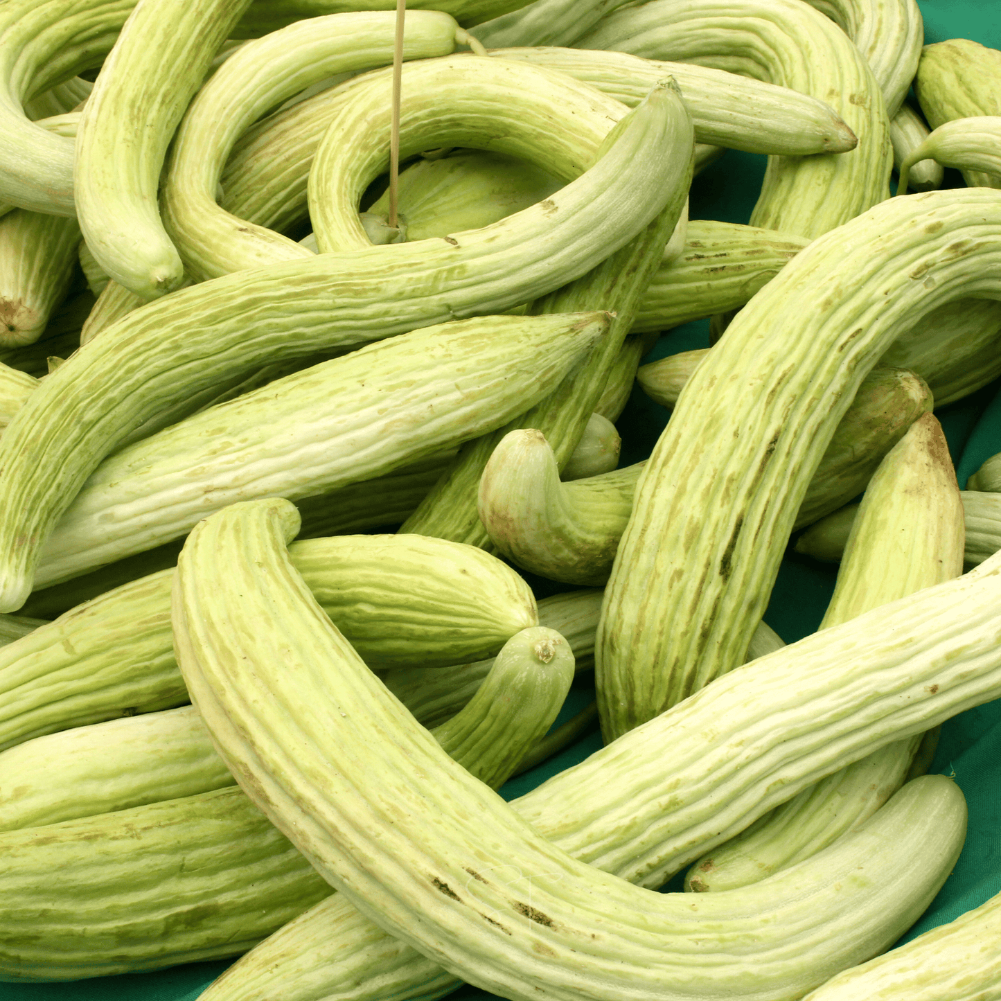 Armenian Yard-Long Cucumber – 30 Seeds