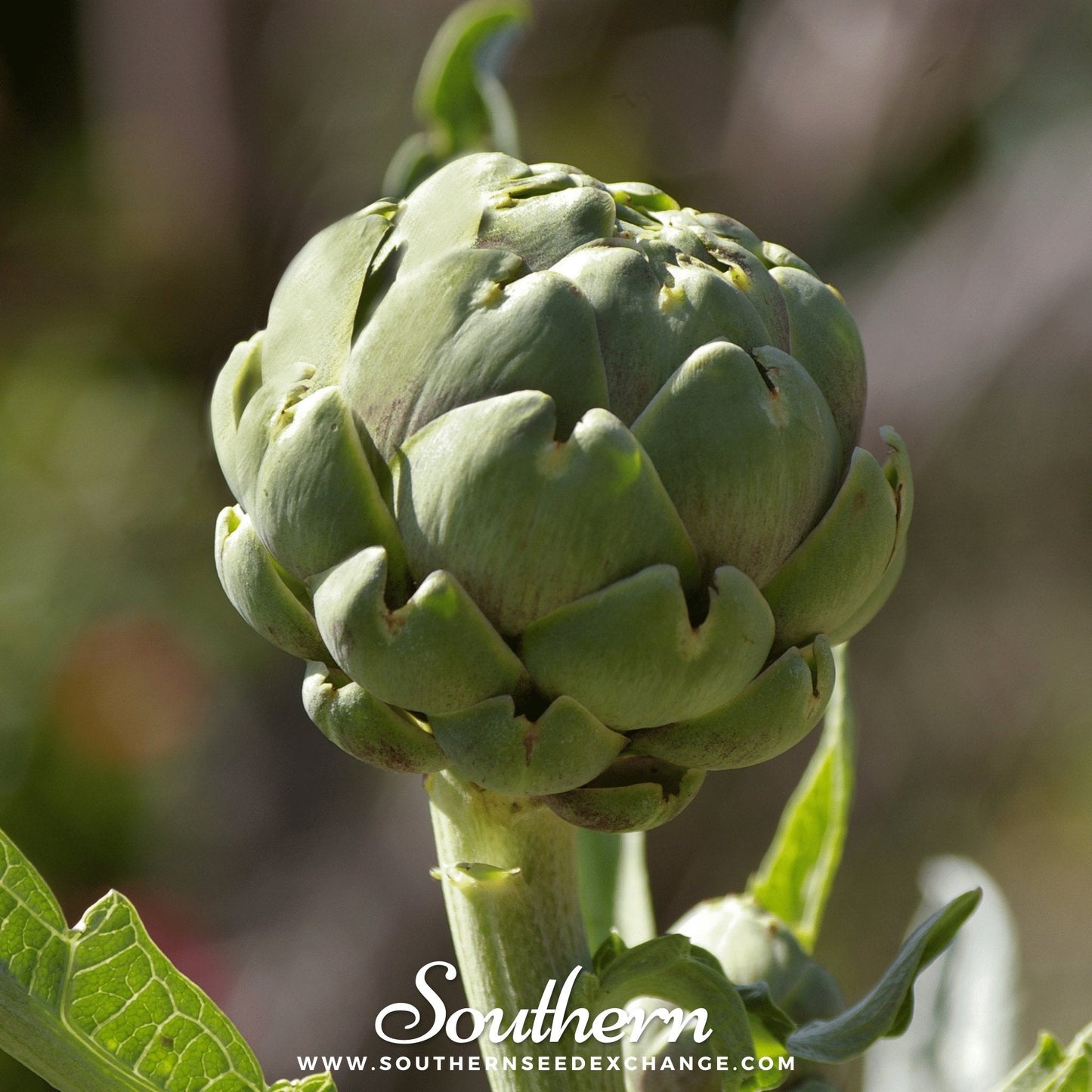 Close-up of a green artichoke with a blurred background