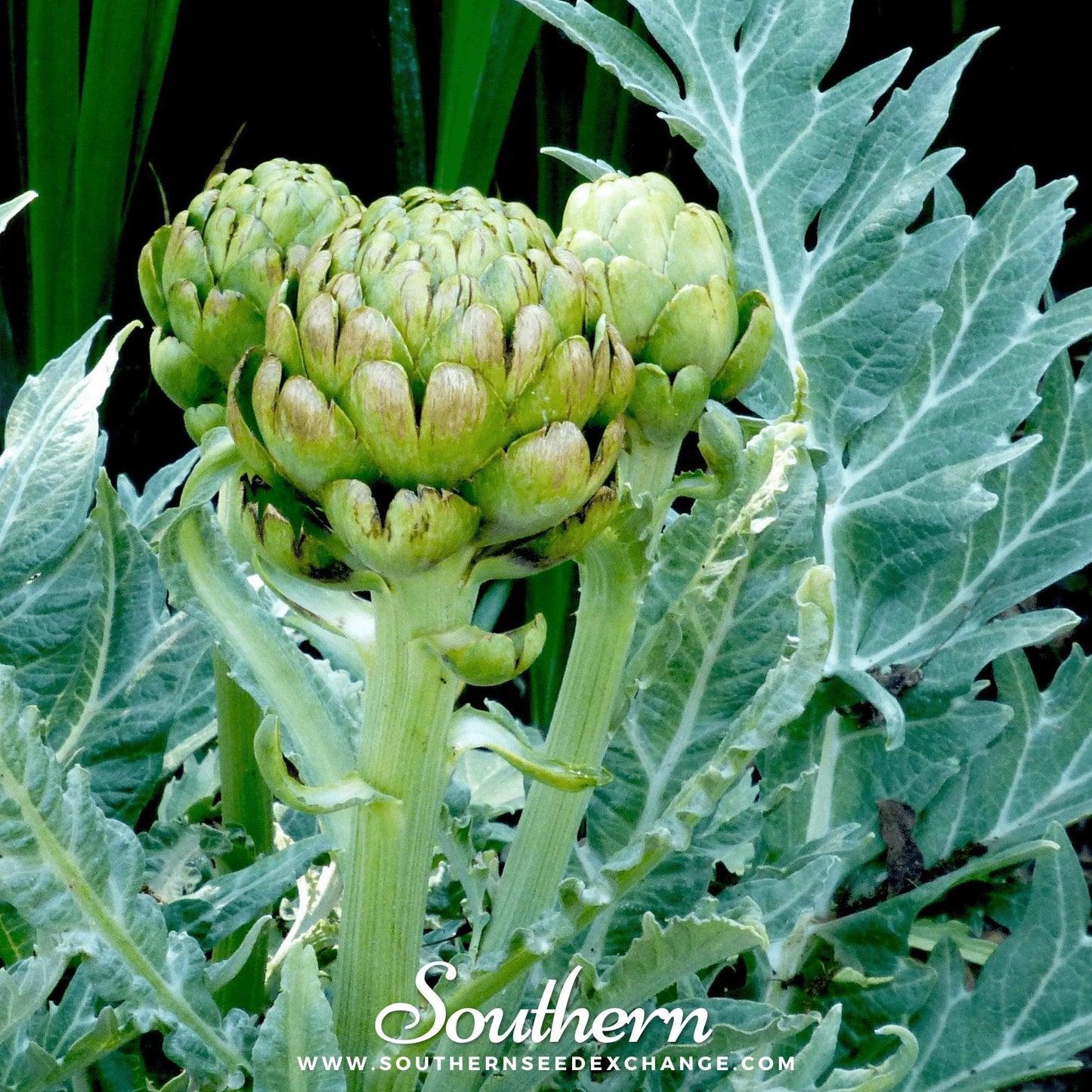 Green artichoke plant with 'Southern' branding and website on a dark background