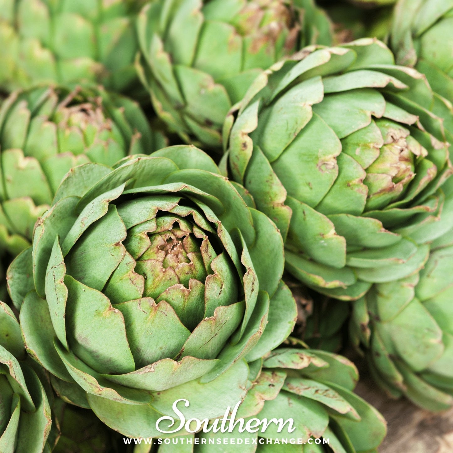 Close-up of green artichokes with 'Southern' branding.