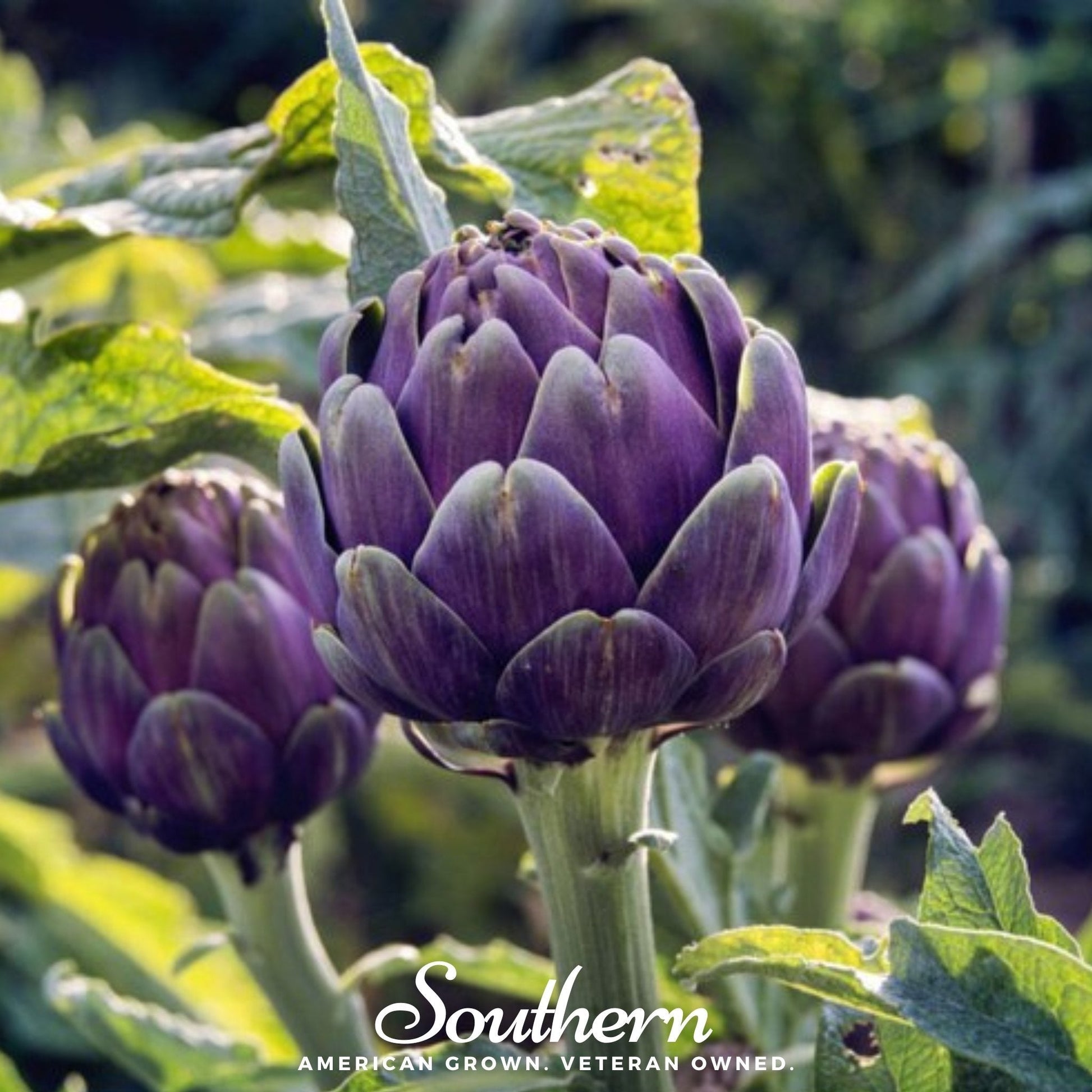 Purple artichokes with green leaves on a blurred natural background, featuring 'Southern' brand text.