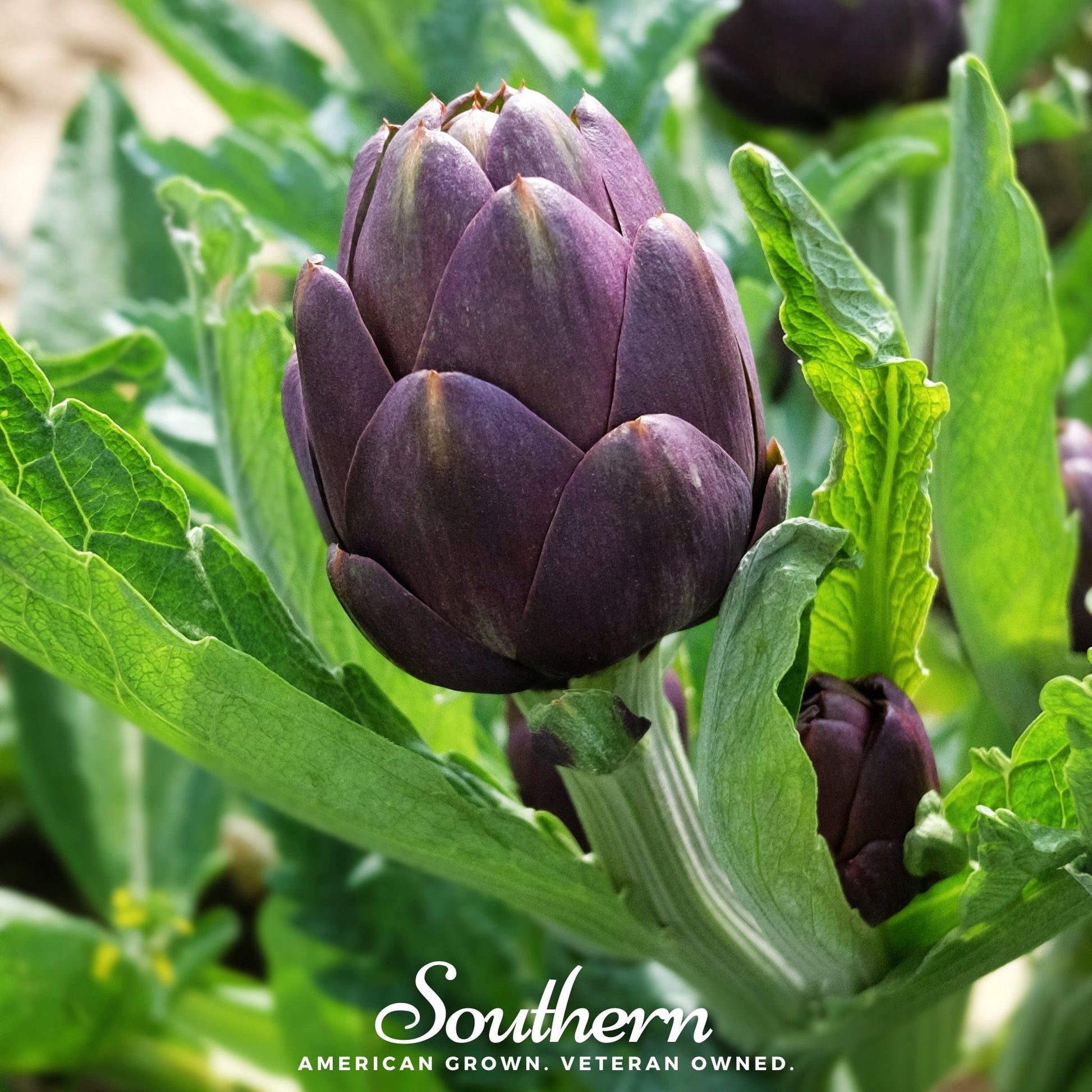 Purple artichoke growing in a field with green leaves.