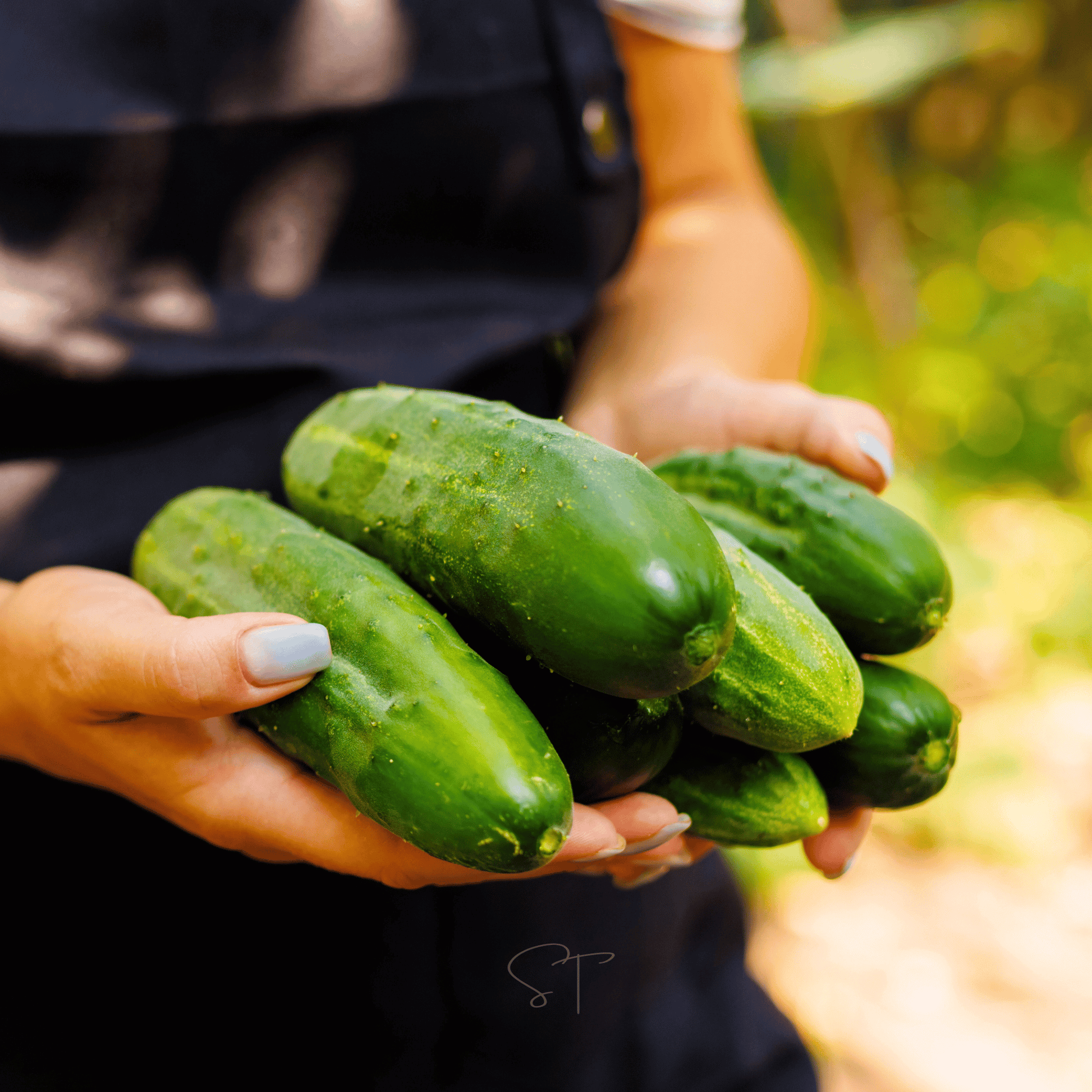 Person holding a bunch of green cucumbers with a blurred natural background