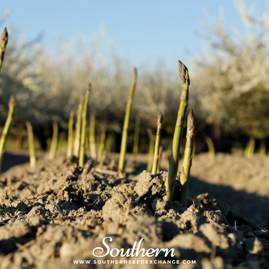 Young asparagus plants emerging from the soil with a blurred background