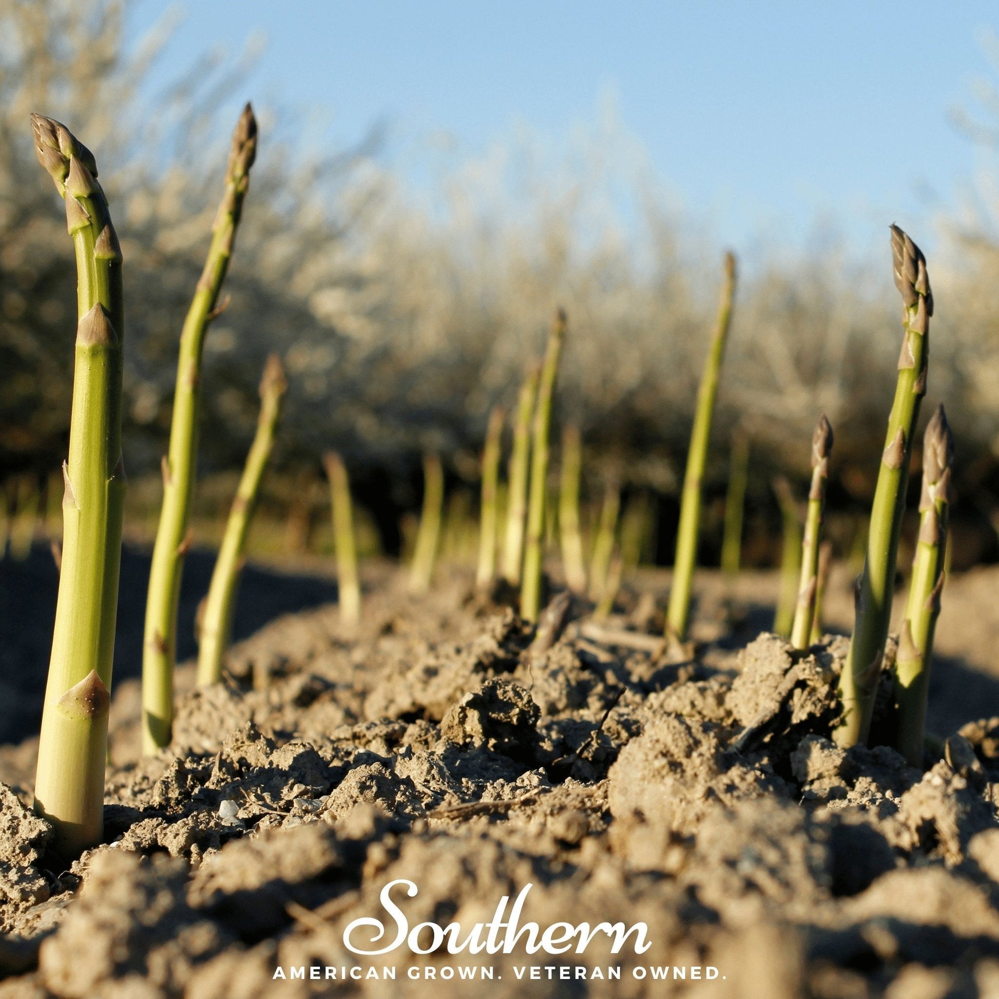 Young asparagus plants growing in soil with a blurred background
