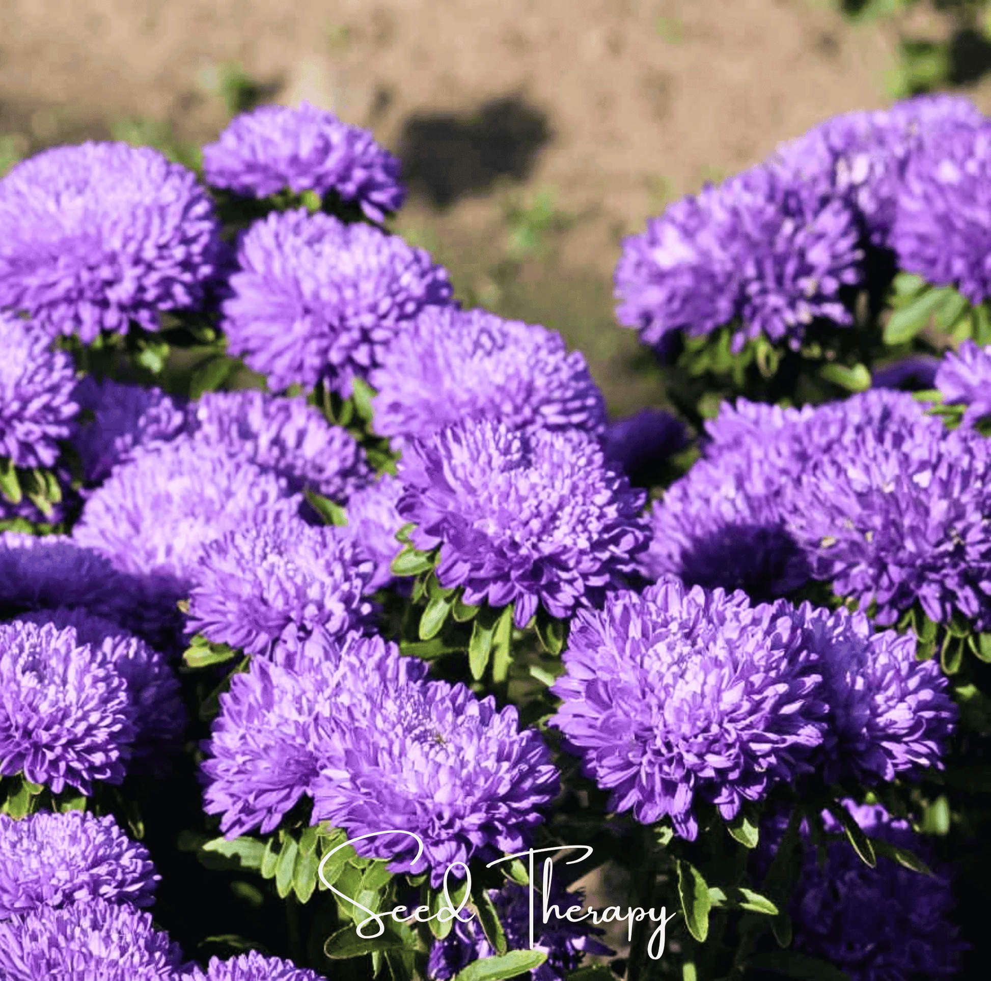 Close-up of lavender flowers with 'Seed Therapy' branding.