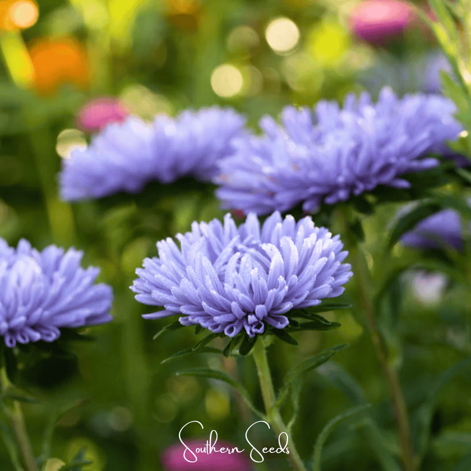 Close-up of lavender flowers with a blurred garden background, featuring 'Southern Seeds' branding.