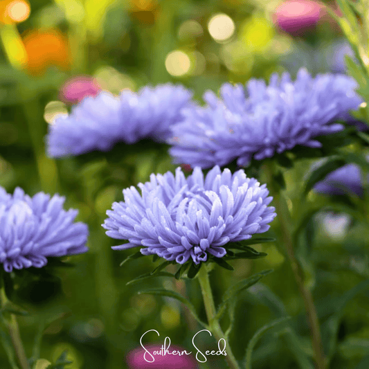 Close-up of lavender flowers with a blurred garden background, featuring 'Southern Seeds' branding.