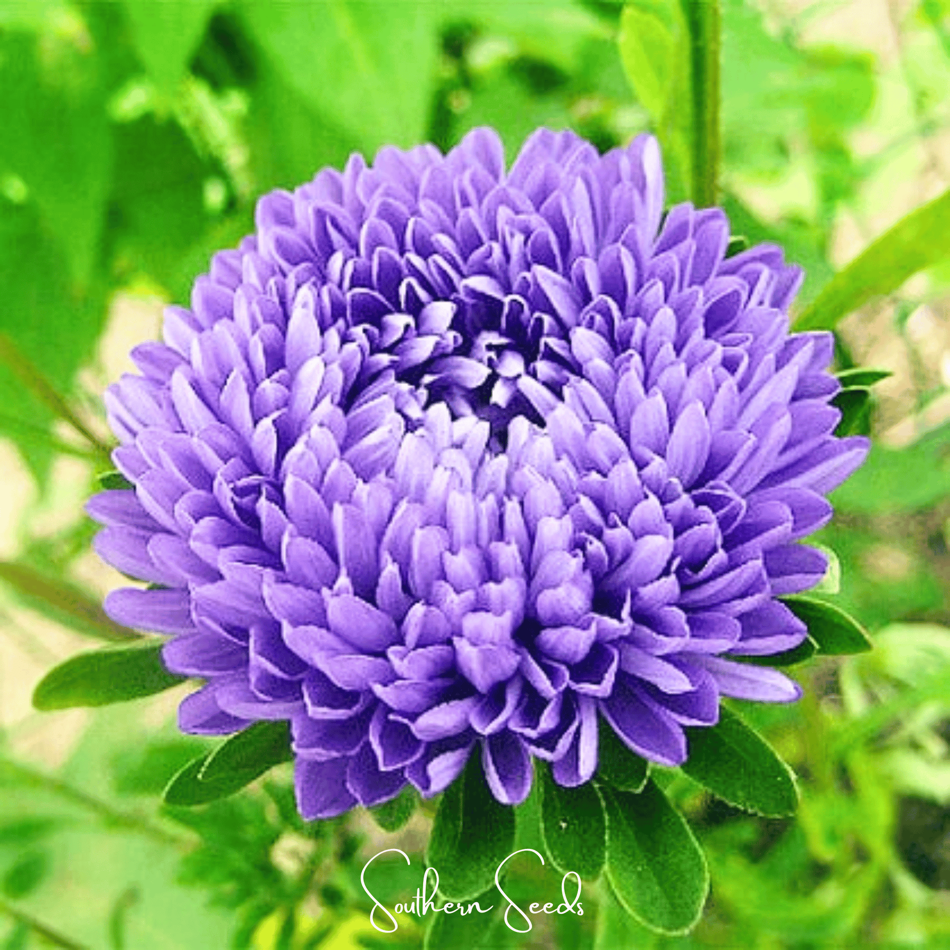 Lavender flower with green leaves on a blurred green background, featuring 'Southern Seeds' branding.