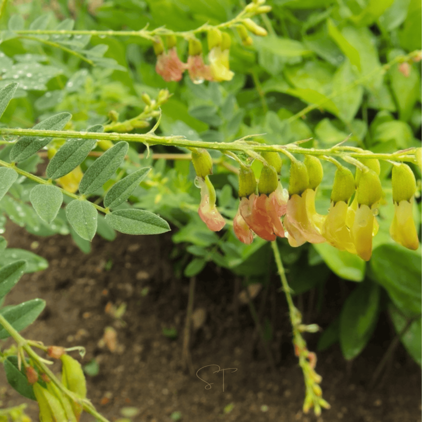 Astragalus (Huang Qi) – 25 Seeds