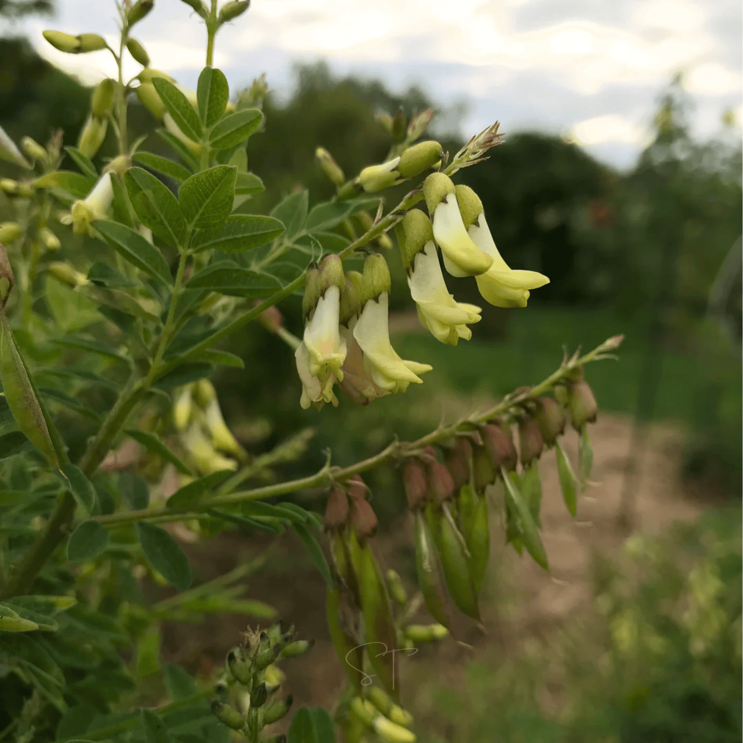 Astragalus (Huang Qi) – 25 Seeds